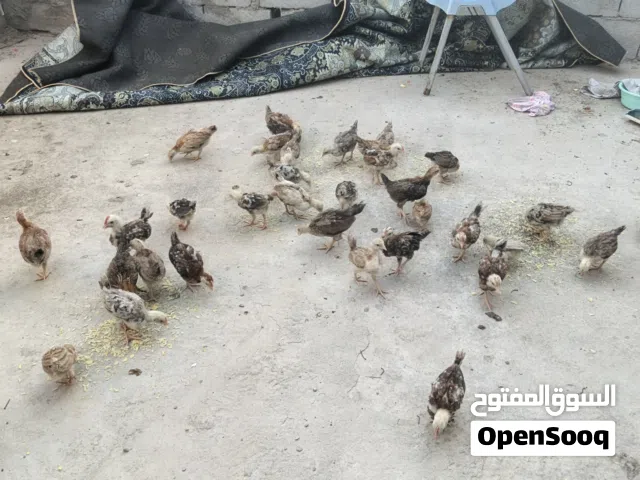تصوير اليوم فراخ العمر شهر ونص كويتي بيهن دندراوي ابيع شلع مابيع مفرد