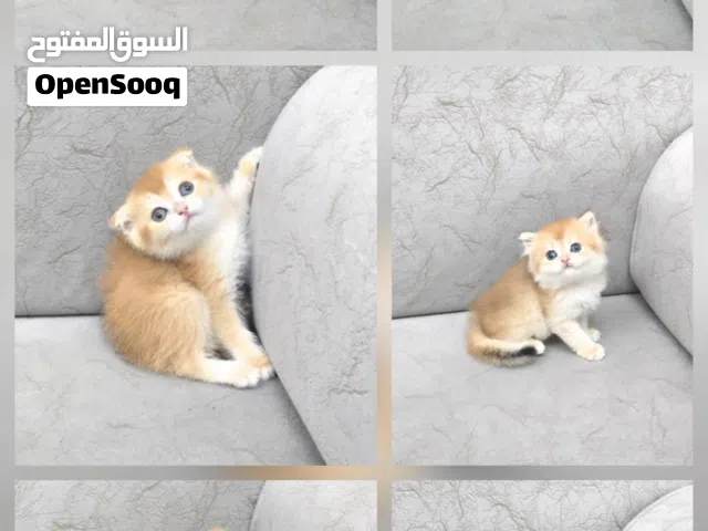 ذكور واناث سكوتش وبرتش جولدن  Male's and female's brtish and scotish golden