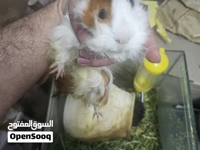 ارنب هندي غينا جي