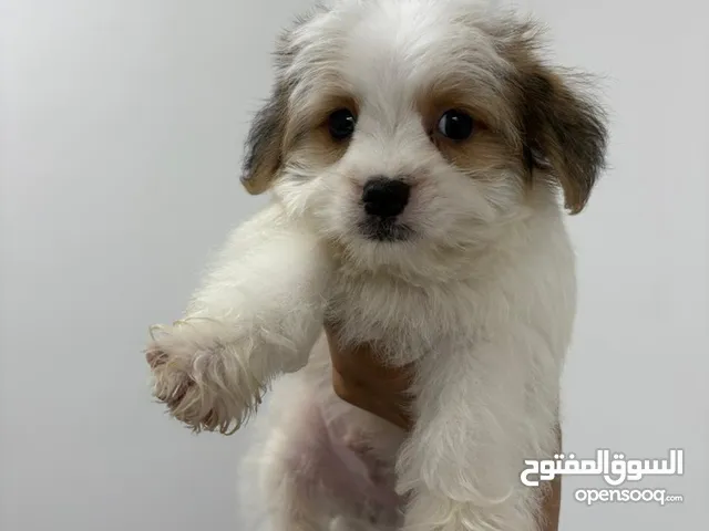 جرو ماليتز
