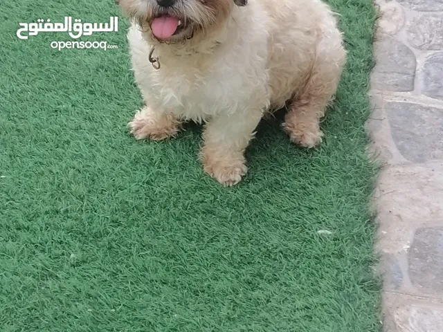 شيتزو للبيع مدرب  العمر سنتين ساكن في شقه قبل وتو في بيت
