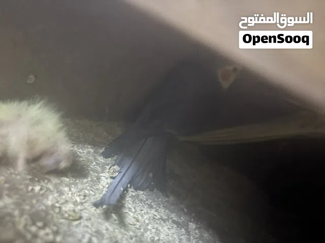 جوز ببغاء كوكتيل كوكتيل بالصلاة على النبي تحتهم فرخ مقفل سيكون