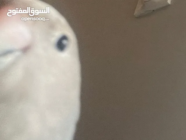 مايعض يصعد على الايد ريش كامل ازرق