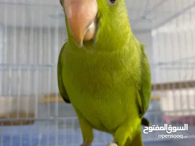 ببغاء متو للبيع قابل للتفوض بالمعقول