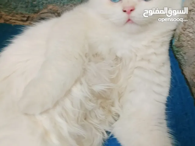قط هجين شيرازي وبيرشن للتبني تبني