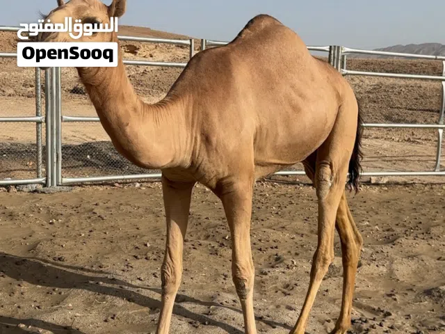 بكرة مزاين