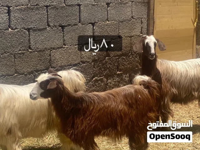 اغنام للبيع