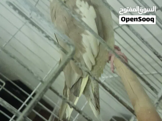 للبيع جوز كوكتيل اليفات حبشي بسعر مغري جدا مروضات