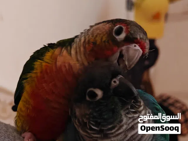 طيرين كنيور
