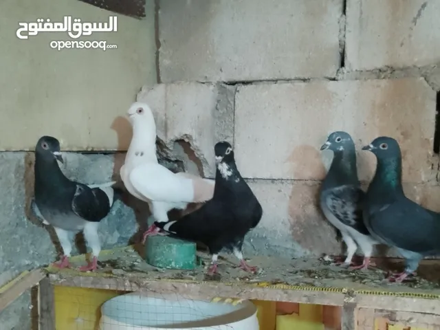 5 حبات جوزين. وفرده