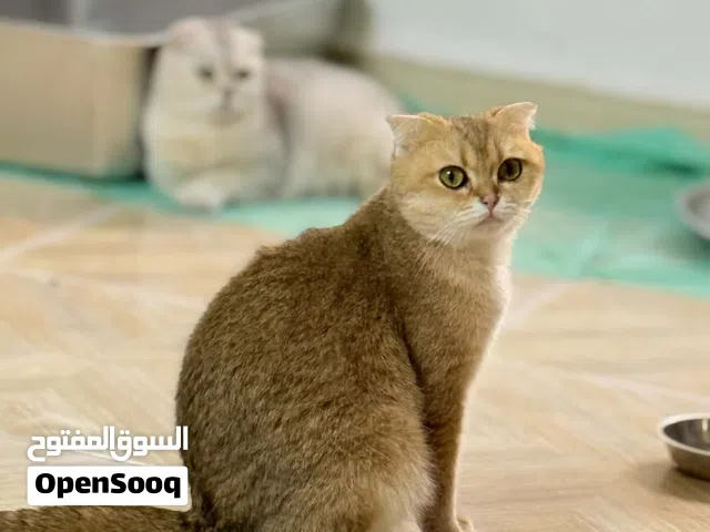 قطط سكوتش فولد وستريت جولد وسلفر