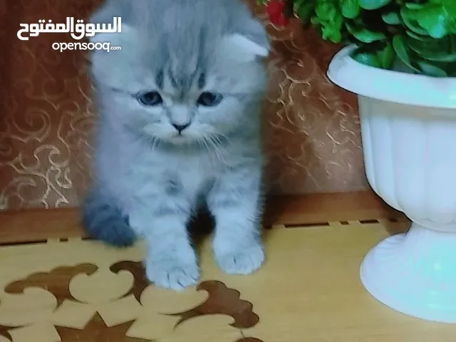 قطط للبيع سعر الواحدة 100 وبيها مجال راسلني هنا متواجد