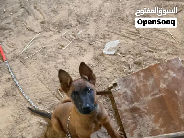 جرو ملينوا ربي ايبارك وبره حمر عمره شهرين شراسه في الدم واخد كورس ديدان  وله افري بي حاجه
