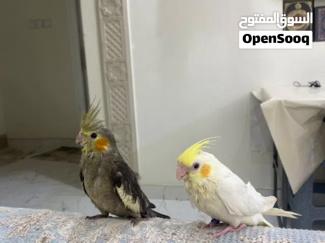 الحق ما تلحق كوكتيل نورمل ولاتينو عيون حمرات   بسعر مميز وقابل للتفاوض المعقول