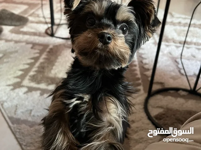 يوركشاير نثيه