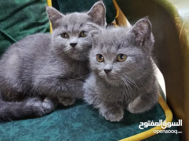 قطط بريتش، للبيع