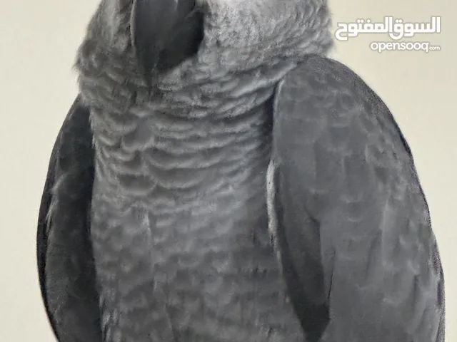 African grey parrot (family hand tamed)