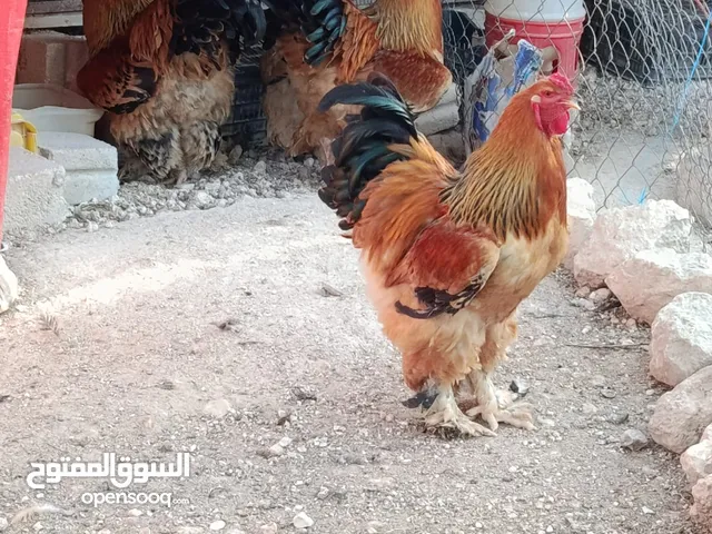 موجود صيصان براهمي بف حجم جانبه عدد 19 و سايكس عدد 8 العمر شهر