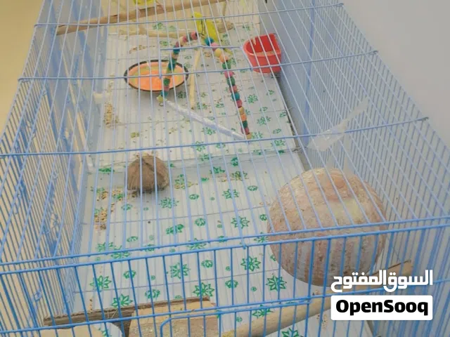 A Beautiful Lovely Parrots for Sale.