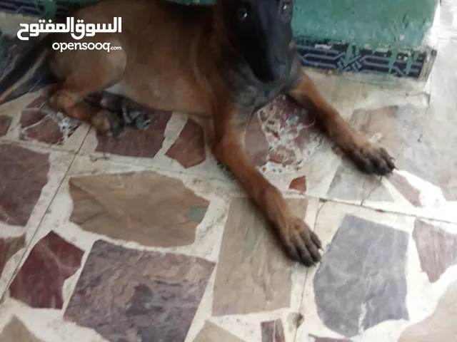 كلاب بلجم مالينو للبيع