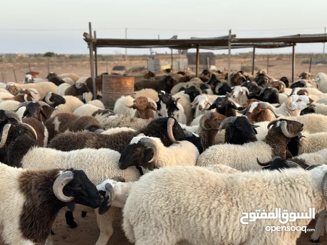 سعي للبيييع