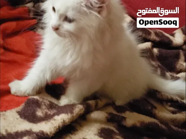 قطط للبيع شيرازي