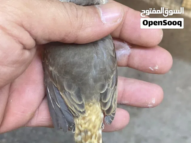 فناجس سوبر هافات والماني وماكس كل واحد وسعره محميه من خمس أزواج