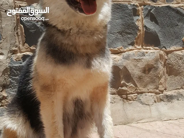 كابه جيرمن على هاسكي مع 5 عيالها اعمارهم 50 يوم لمحبين التربيه للحراسه خذلك صغير وربيه ودربه ع كيفك