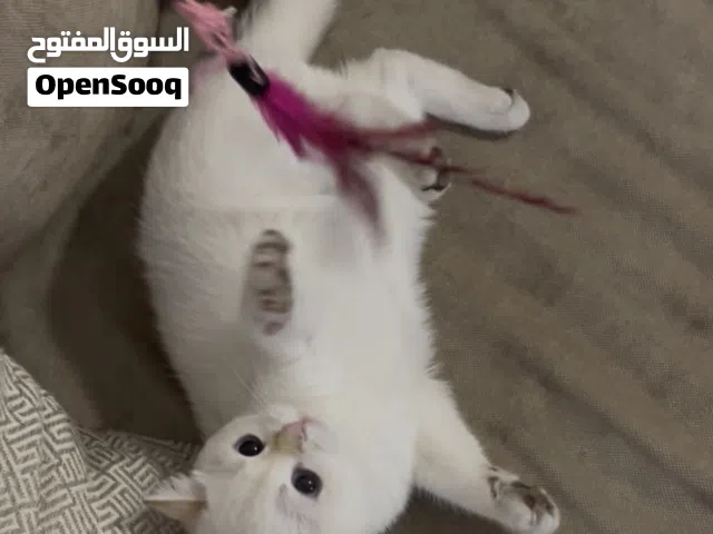 كتن سكوتش ستريت بيور مع جميع اغراضها