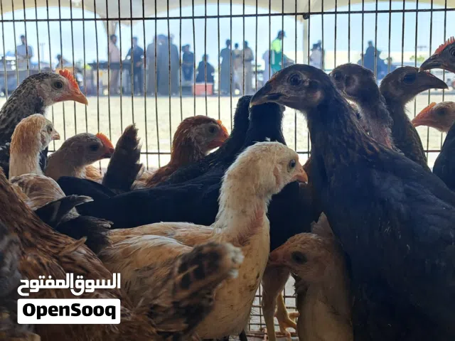 دجاج عمانيه