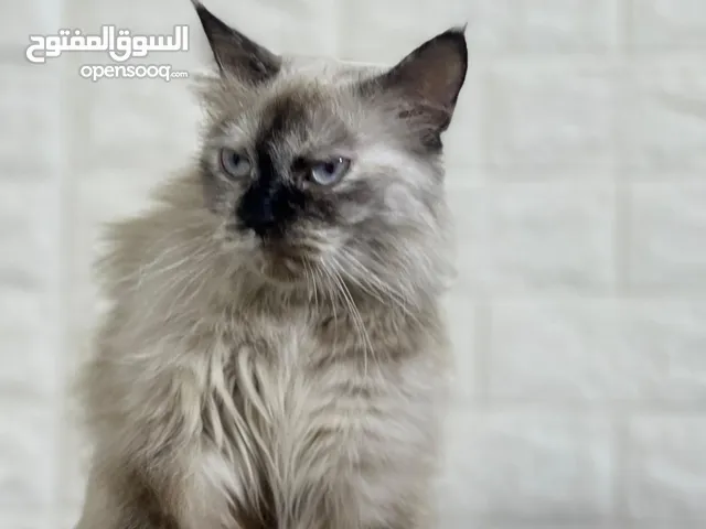 تبني قطه هيمالايا لعوبة مع كتن مع مستلزماتها مجاناً الي عنده مسؤوليه يراسلني خاص وممنوع بيع القطه