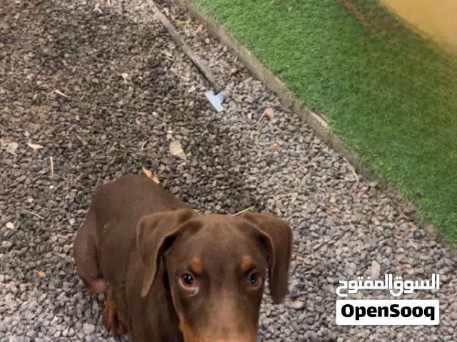 كلب دوبر مان