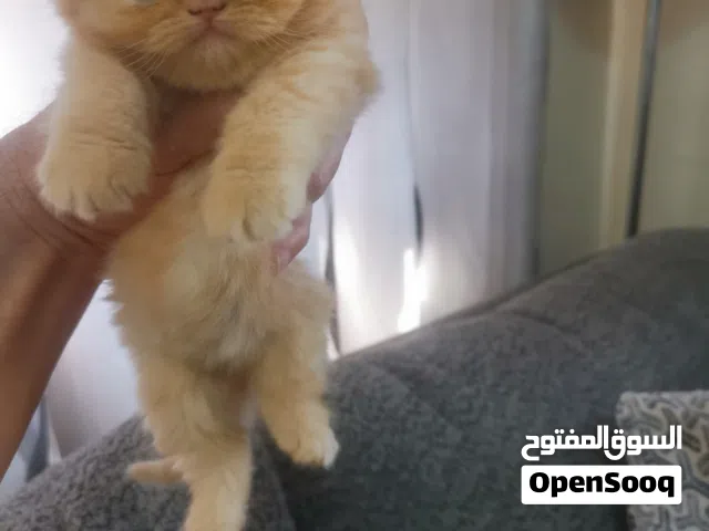 سكوتش دبل فولد، عمر شهرين ،أنثى وذكر