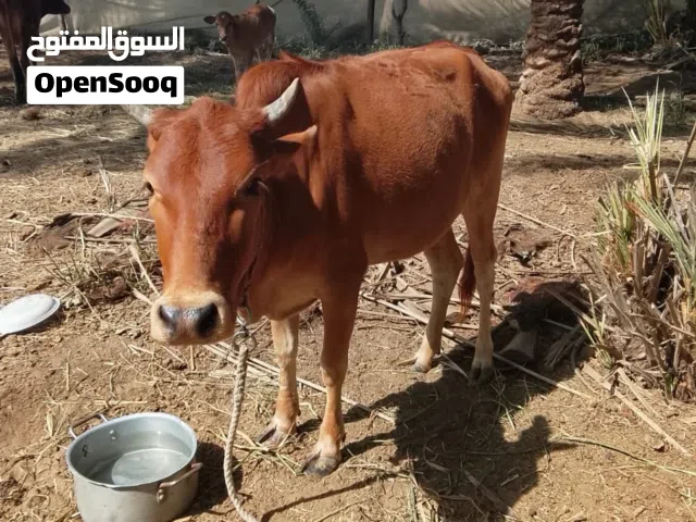بقره بكر للبيع ماشاء الله تبارك الرحمان