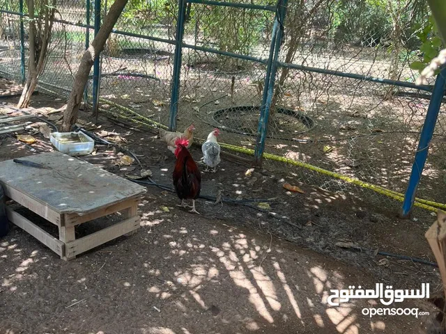 دياي عماني مع بط للبيع