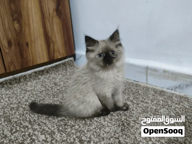 ثلاثة قطط صغيرة