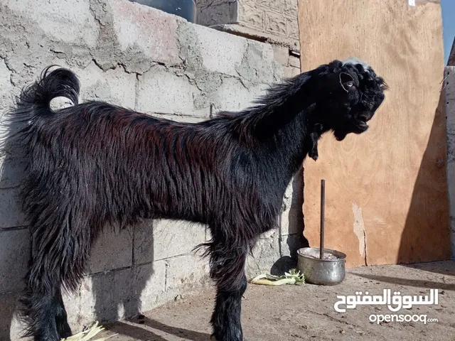 جدي شامي العمر تقريباا سنه جدي بصلا على النبي اشي نخب انخب تب نضافه هداد 100/