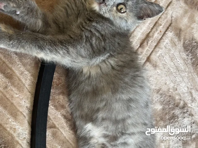 كتن انثى نوعها برتش مميزه