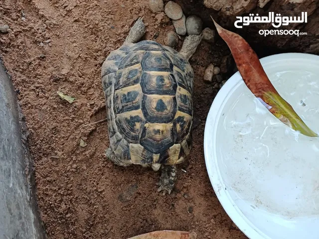 سلاحف للبيع
