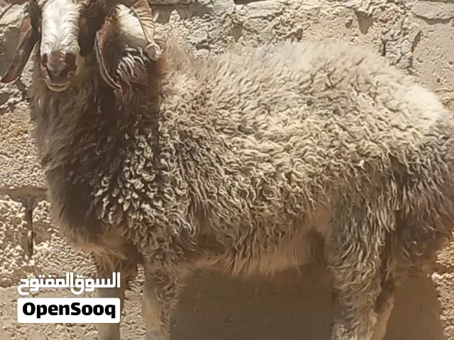 خاروف بلدي