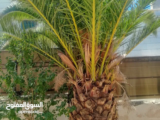 اشجار نخيل