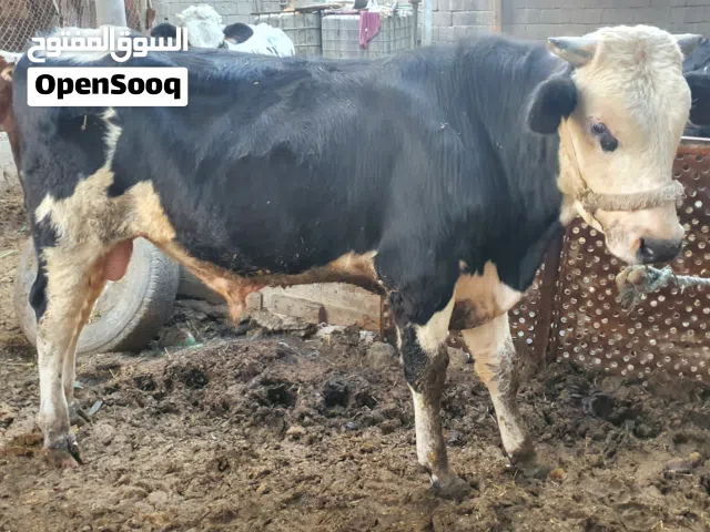 سلام عليكم عجل سمنتال درجه اولئ خشن وعالي