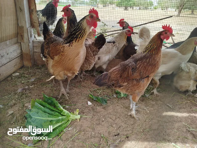 دجاجات عربيات يدحو