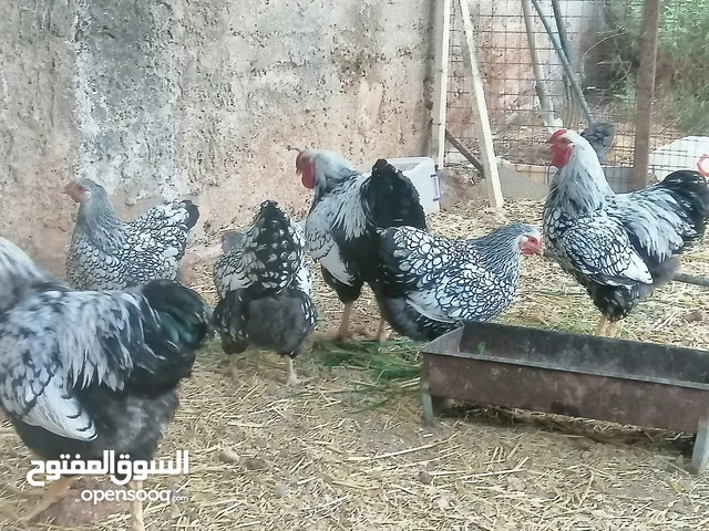 ويندوت سيلفر نخب اول انتاج