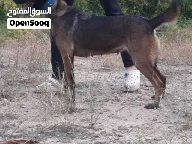 إنتاية مينوا