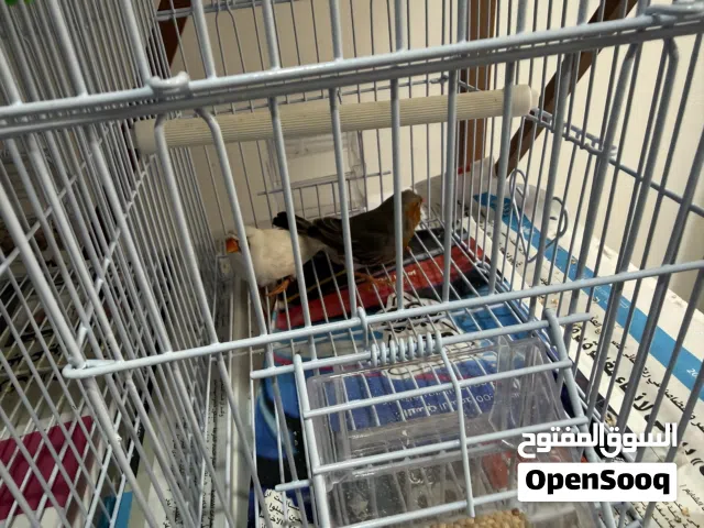 للبيع زيبرا