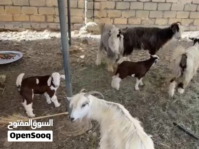 للبيع هوش مع تيس بالجمله