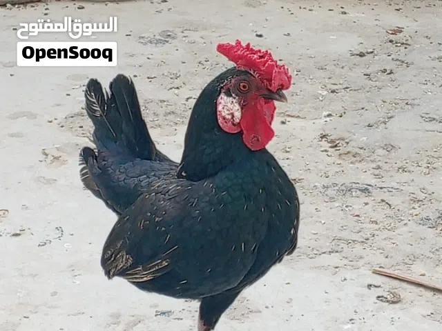 ديج اصباني
