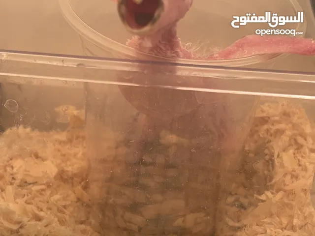 فرخ بلاك كايك170