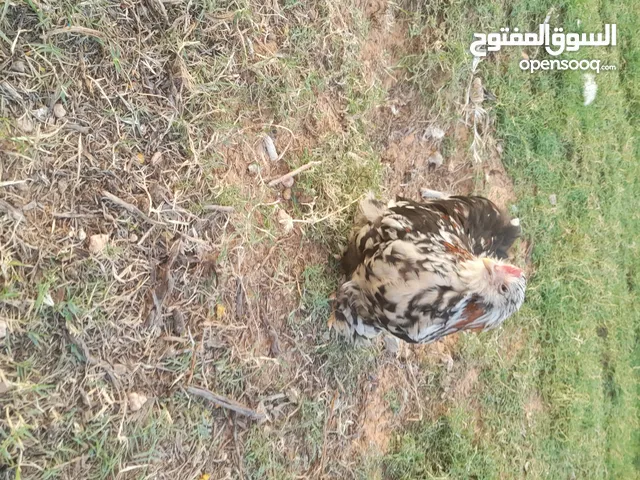 فروج استرالي مهجن ع لحية وداج للبيع بسعر ممتاز . .... ....